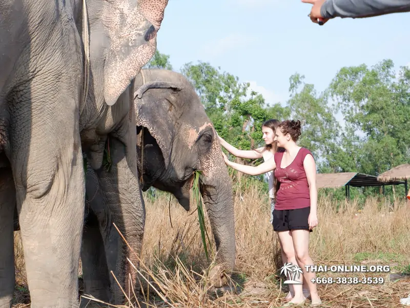 Заповедник слонов Elephant Jungle Sanctuary тур в Паттайе по цене выгоднее Klook Travel и Seven Countries - фото 12