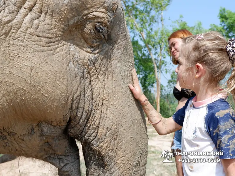 Заповедник слонов Elephant Jungle Sanctuary тур в Паттайе по цене выгоднее Klook Travel и Seven Countries - фото 7