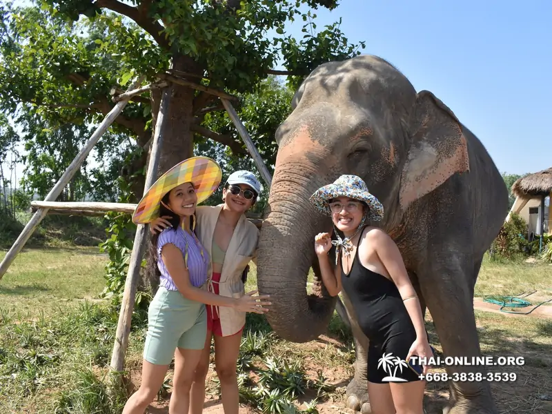 Заповедник слонов Elephant Jungle Sanctuary тур в Паттайе по цене выгоднее Klook Travel и Seven Countries - фото 25