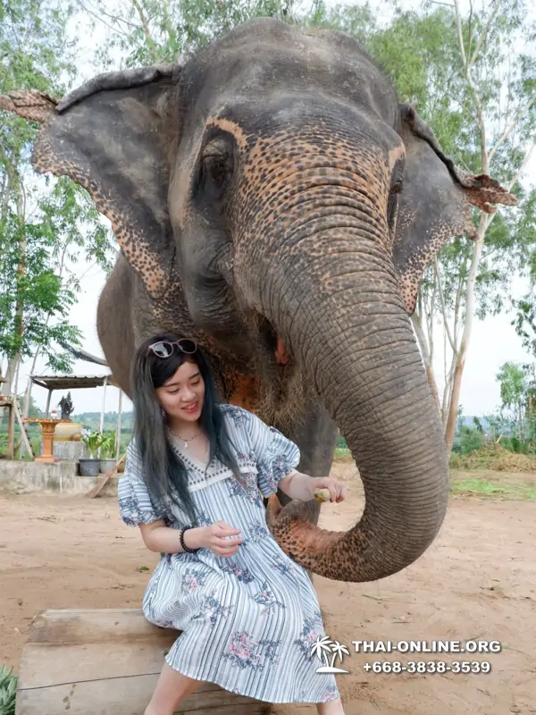 Заповедник слонов Elephant Jungle Sanctuary тур в Паттайе по цене выгоднее Klook Travel и Seven Countries - фото 21