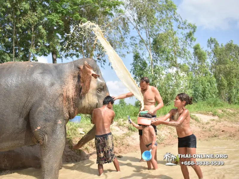 Заповедник слонов Elephant Jungle Sanctuary тур в Паттайе по цене выгоднее Klook Travel и Seven Countries - фото 3