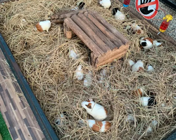 Детские Приключения экскурсия из Паттайи с русским гидом - фото 2