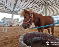 Детские Приключения экскурсия из Паттайи с русским гидом - фото 20