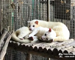 Детские Приключения экскурсия из Паттайи с русским гидом - фото 35