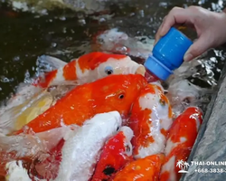 Экскурсия Детские Приключения в Паттайе Тайланде - фото 164