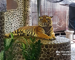 Экскурсия Семейный Зоотур Паттайя Тайланд фото 116
