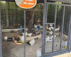 Siri Park and Zoo Дискавери Тур в Паттайе Таиланде фото экскурсии 88