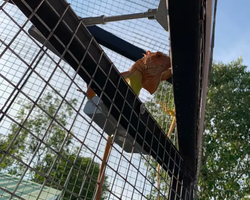 Siri Park and Zoo Дискавери Тур в Паттайе Таиланде фото экскурсии 8