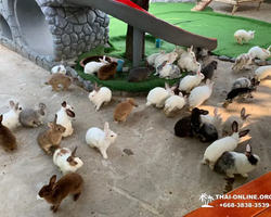 Siri Park and Zoo Дискавери Тур в Паттайе Таиланде фото экскурсии 32