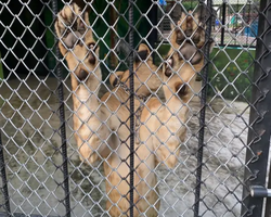 Siri Park and Zoo Дискавери Тур в Паттайе Таиланде фото экскурсии 106