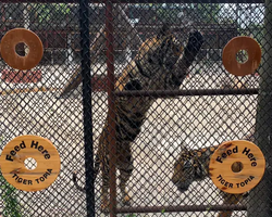 Siri Park and Zoo Дискавери Тур в Паттайе Таиланде фото экскурсии 54