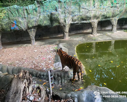 Siri Park and Zoo Дискавери Тур в Паттайе Таиланде фото экскурсии 72