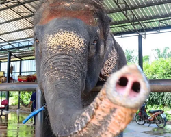 Siri Park and Zoo Дискавери Тур в Паттайе Таиланде фото экскурсии 104