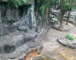 Siri Park and Zoo Дискавери Тур в Паттайе Таиланде фото экскурсии 85