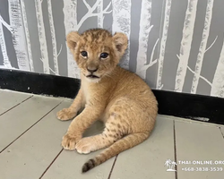 Siri Park and Zoo Дискавери Тур в Паттайе Таиланде фото экскурсии 51