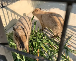 Siri Park and Zoo Дискавери Тур в Паттайе Таиланде фото экскурсии 30