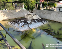 Экскурсия Сири Дискавери с тигровым парком Паттайи - фото тура 7
