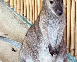 Siri Park and Zoo Дискавери Тур в Паттайе Таиланде фото экскурсии 90