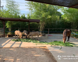 Siri Park and Zoo Дискавери Тур в Паттайе Таиланде фото экскурсии 95