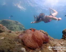 Остров Paradise турпоезка на Koh Chuang с Паттайи в Таиланде - фото 7