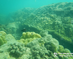 Тропический круиз по 9 островам Паттайя Таиланд - фото 68