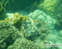 Экскурсия 9 Островов в Паттайе Тайланде - фото тура 61