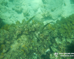 Тропический круиз по 9 островам Паттайя Таиланд - фото 67