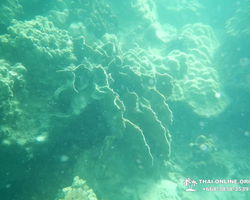 Тропический круиз по 9 островам Паттайя Таиланд - фото 65