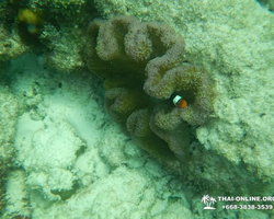 Тропический круиз по 9 островам Паттайя Таиланд - фото 72