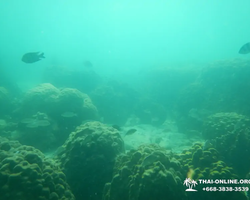 Экскурсия 9 Островов в Паттайе Тайланде - фото тура 62