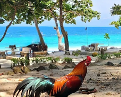 Экскурсия 9 Островов в Паттайе Тайланде - фото тура 50