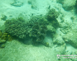 Экскурсия 9 Островов в Паттайе Тайланде - фото тура 56