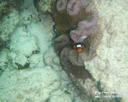 Тропический круиз по 9 островам Паттайя Таиланд - фото 71