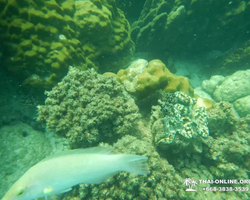 Экскурсия 9 Островов в Паттайе Тайланде - фото тура 60