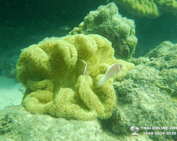 Тропический круиз по 9 островам Паттайя Таиланд - фото 70