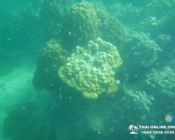 Тропический круиз по 9 островам Паттайя Таиланд - фото 66