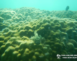 Экскурсия 9 Островов в Паттайе Тайланде - фото тура 51