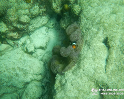 Тропический круиз по 9 островам Паттайя Таиланд - фото 74