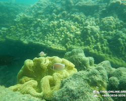 Тропический круиз по 9 островам Паттайя Таиланд - фото 69