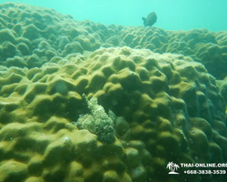 Экскурсия 9 Островов в Паттайе Тайланде - фото тура 52