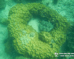 Экскурсия 9 Островов в Паттайе Тайланде - фото тура 63