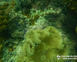 Тропический круиз по 9 островам Паттайя Таиланд - фото 73