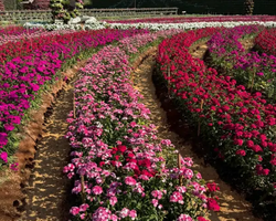 Квай Сафари и Каньон Летающего Дракона экскурсия фото 15