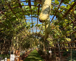 Квай Сафари и Каньон Летающего Дракона тур из Паттайи фото 18