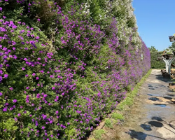 Квай Сафари и Каньон Летающего Дракона тур из Паттайи фото 10