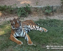 Квай Сафари и Каньон Летающего Дракона экскурсия фото 72