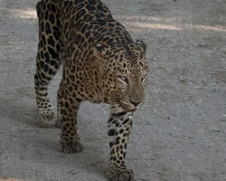 Квай Сафари и Каньон Летающего Дракона экскурсия фото 151