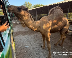 Квай Сафари и Каньон Летающего Дракона тур из Паттайи фото 68