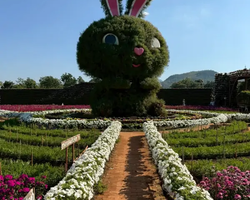 Квай Сафари и Каньон Летающего Дракона тур из Паттайи фото 16