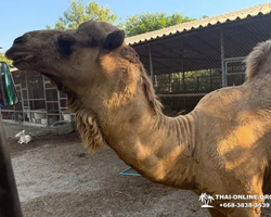 Квай Сафари и Каньон Летающего Дракона экскурсия фото 73